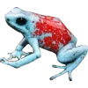 Frog by