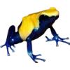 Frog by