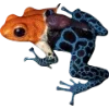 Frog by