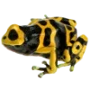 Frog by