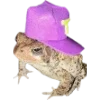 Frog by