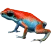 Frog by
