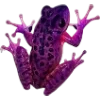 Frog by