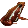 Frog by