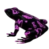Frog by