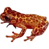 Frog by