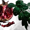 ╔═ஓ๑ 𝕡𝕠𝕞𝕖𝕘𝕣𝕒𝕟𝕒𝕥𝕖 ๑ஓ═╗ ✾⋅⋆⋄ ⋅⋆⋄✾