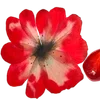 ╔═ஓ๑ 𝕡𝕠𝕞𝕖𝕘𝕣𝕒𝕟𝕒𝕥𝕖 ๑ஓ═╗ ✾⋅⋆⋄ ⋅⋆⋄✾