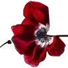 ╔═ஓ๑ 𝕡𝕠𝕞𝕖𝕘𝕣𝕒𝕟𝕒𝕥𝕖 ๑ஓ═╗ ✾⋅⋆⋄ ⋅⋆⋄✾