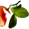 ╔═ஓ๑ 𝕡𝕠𝕞𝕖𝕘𝕣𝕒𝕟𝕒𝕥𝕖 ๑ஓ═╗ ✾⋅⋆⋄ ⋅⋆⋄✾