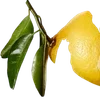╔═ஓ๑ 𝕡𝕠𝕞𝕖𝕘𝕣𝕒𝕟𝕒𝕥𝕖 ๑ஓ═╗ ✾⋅⋆⋄ ⋅⋆⋄✾
