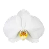 ╔═ஓ๑ 𝕡𝕠𝕞𝕖𝕘𝕣𝕒𝕟𝕒𝕥𝕖 ๑ஓ═╗ ✾⋅⋆⋄ ⋅⋆⋄✾