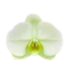 ╔═ஓ๑ 𝕡𝕠𝕞𝕖𝕘𝕣𝕒𝕟𝕒𝕥𝕖 ๑ஓ═╗ ✾⋅⋆⋄ ⋅⋆⋄✾