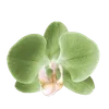 ╔═ஓ๑ 𝕡𝕠𝕞𝕖𝕘𝕣𝕒𝕟𝕒𝕥𝕖 ๑ஓ═╗ ✾⋅⋆⋄ ⋅⋆⋄✾