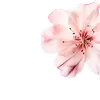 ╔═ஓ๑ 𝕡𝕠𝕞𝕖𝕘𝕣𝕒𝕟𝕒𝕥𝕖 ๑ஓ═╗ ✾⋅⋆⋄ ⋅⋆⋄✾