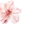 ╔═ஓ๑ 𝕡𝕠𝕞𝕖𝕘𝕣𝕒𝕟𝕒𝕥𝕖 ๑ஓ═╗ ✾⋅⋆⋄ ⋅⋆⋄✾