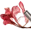 ╔═ஓ๑ 𝕡𝕠𝕞𝕖𝕘𝕣𝕒𝕟𝕒𝕥𝕖 ๑ஓ═╗ ✾⋅⋆⋄ ⋅⋆⋄✾