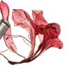 ╔═ஓ๑ 𝕡𝕠𝕞𝕖𝕘𝕣𝕒𝕟𝕒𝕥𝕖 ๑ஓ═╗ ✾⋅⋆⋄ ⋅⋆⋄✾