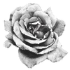ᅠ◟❥ちゅ ۫ ۪ ::