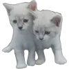 𝐚𝐧ׄꫀ͠ӄִׄ 𝐚𝐧𝐝 𝐝ꫀ͠ꫀ͠ρ︩ׄiִიִ𝐬