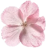 pink heaven by