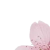 pink heaven by