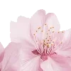 pink heaven by