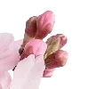 pink heaven by