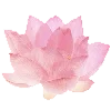 pink heaven by