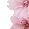 pink heaven by