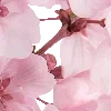 pink heaven by