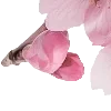 pink heaven by