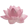 pink heaven by