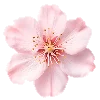 pink heaven by