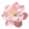 pink heaven by