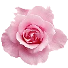 pink heaven by
