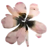 ╭┈┈ ᶠᵃᶦʳʸᶜᵒʳᵉ ┈┈╮ ✮ ✮