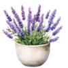 Лавандовый пак