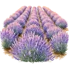 Лавандовый пак