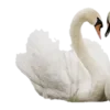 𝚠𝚒𝚍𝚐𝚎𝚝𝚜 🦢