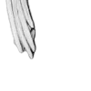 𝚠𝚒𝚍𝚐𝚎𝚝𝚜 🦢