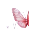 ✧ ✧