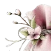 ✧ ✧