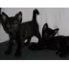 chozanax ^_<