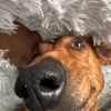 собачьки от 2