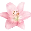 Flowers&..