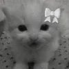 лав