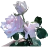 old tumblr ➜