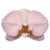 🌸 emoji