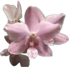 🌸
